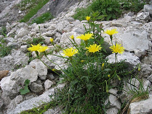 Bristly hawkbit: Leontodon hispidus subsp. hyoseroides Grieskar ~1500m, Upper Austria, Austria