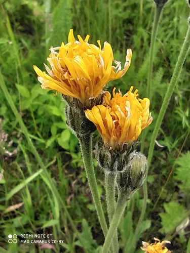 Bristly hawkbit (Leontodon hispidus)
