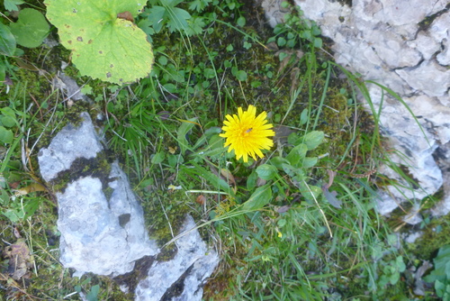 Bristly hawkbit (Leontodon hispidus)