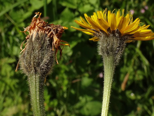 Bristly hawkbit (Leontodon hispidus)