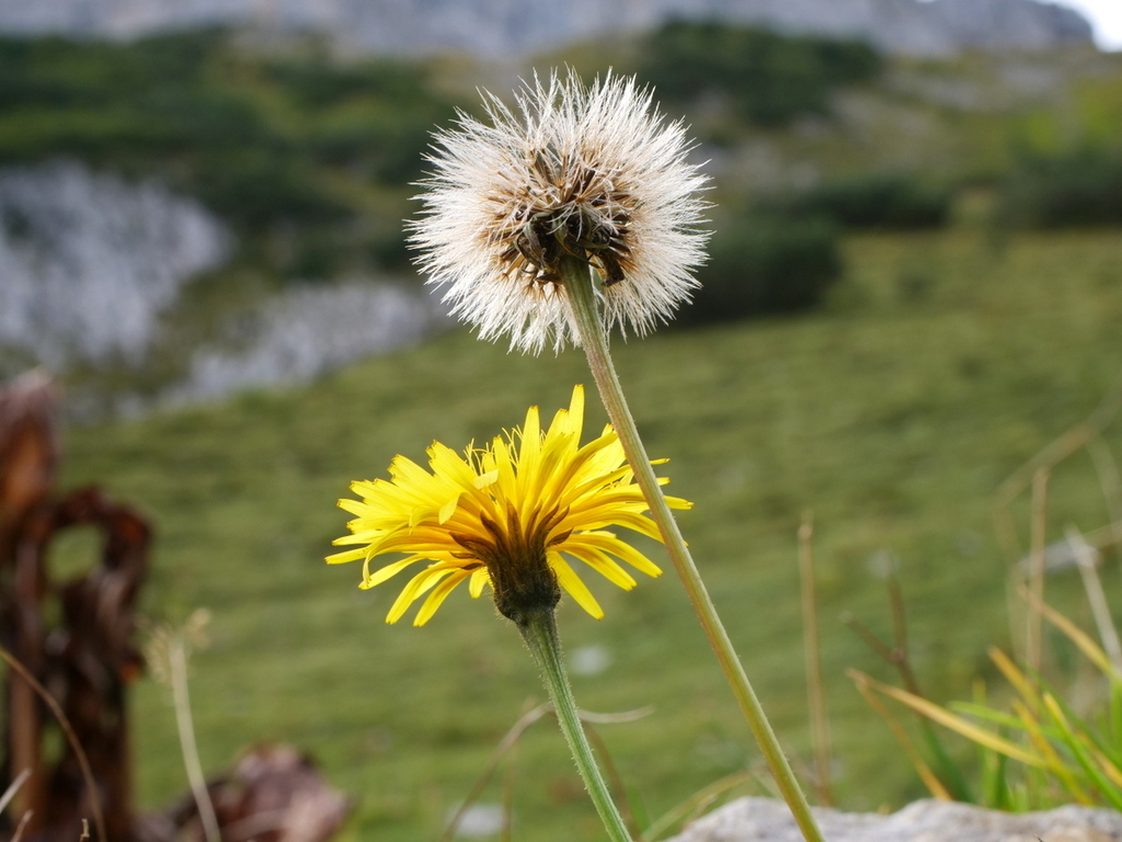 Bristly hawkbit (Leontodon hispidus)