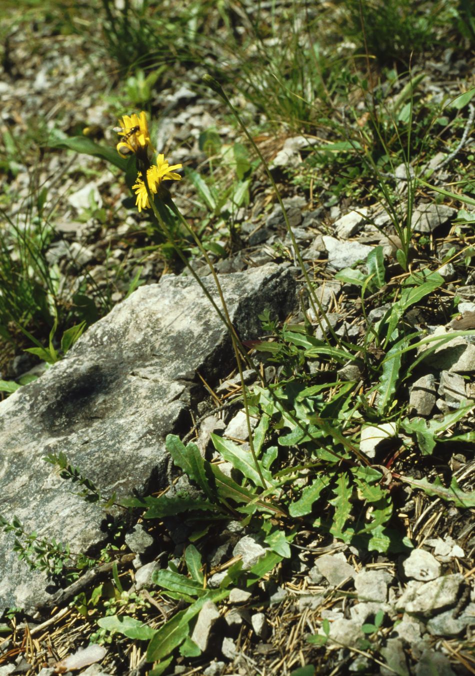 Bristly hawkbit: Glatter Schlitzblatt-Wiesen-Leuenzahn ( Leontodon hispidus subsp. hyoseroides ), Korbblütengewächse (Asteraceae) - Österreich/Austria/Autriche: Tirol, Fernpass