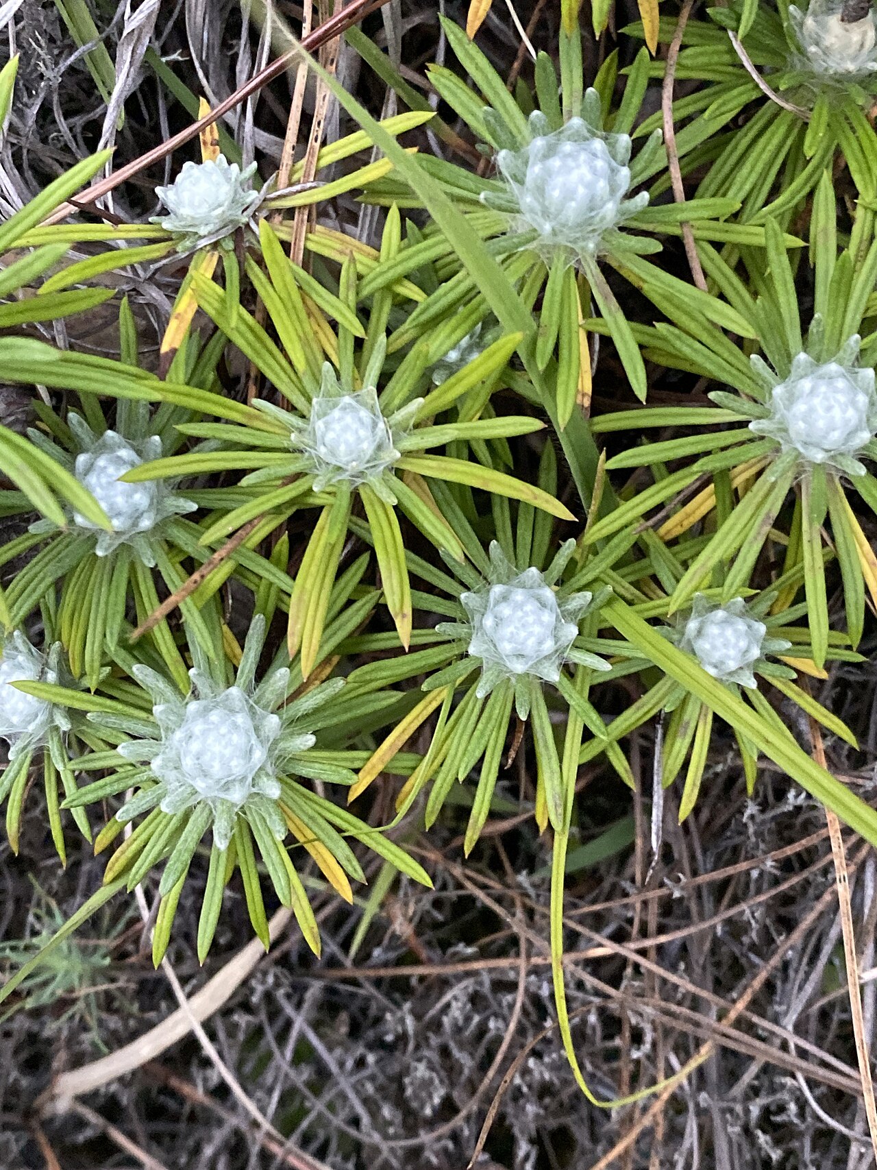 Leontopodium andersonii: Leontopodium andersonii in China