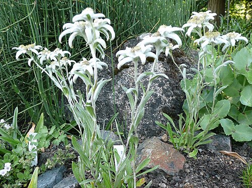 Leontopodium himalayanum: Botanischer Garten Erlangen, 2008