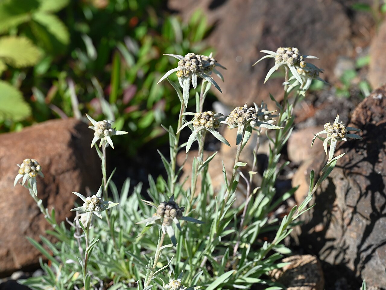 Leontopodium himalayanum: Leontopodium himalayanum in the Botanischer Garten, Berlin-Dahlem