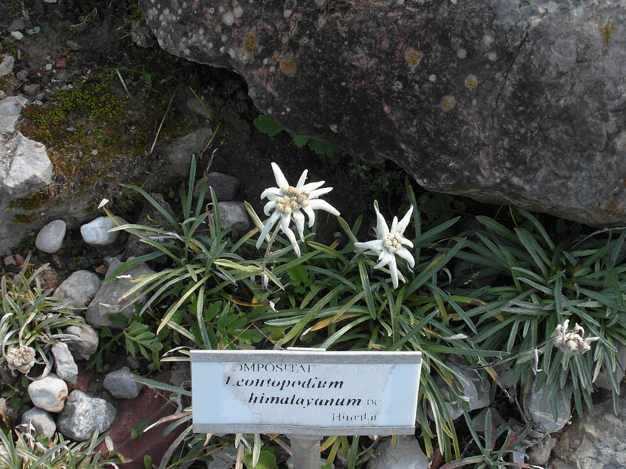 Leontopodium himalayanum: Giardino botanico alpino Viote - Leontopodium himalayanum