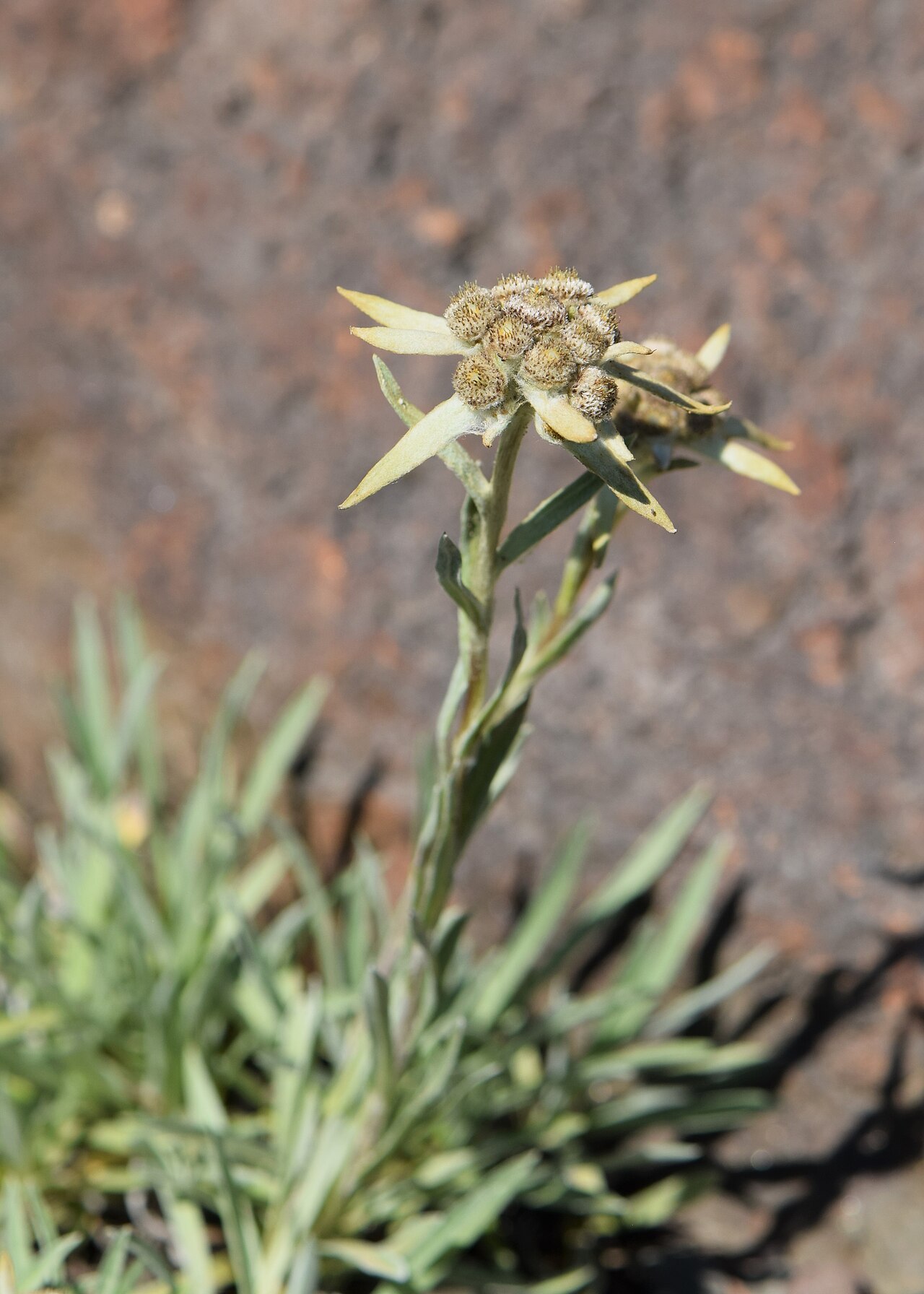 Leontopodium himalayanum: Leontopodium himalayanum in the Botanischer Garten, Berlin-Dahlem