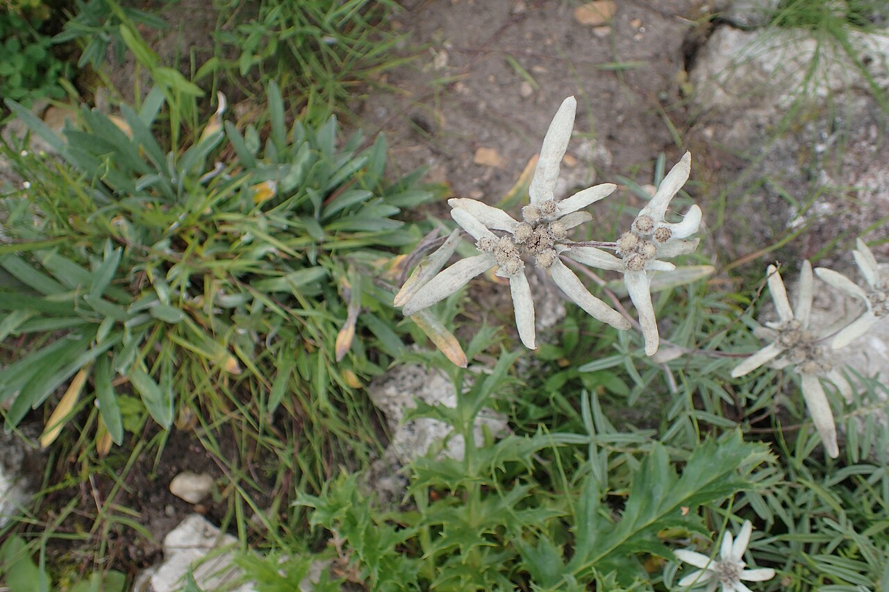Leontopodium himalayanum: Leontopodium himalayanum in botanical garden in Gołubie