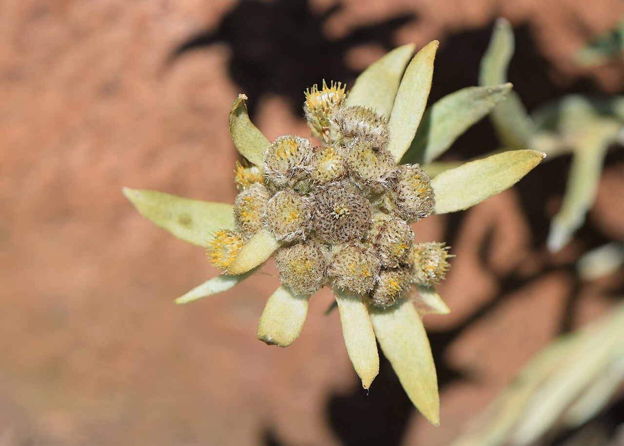 Leontopodium himalayanum: Leontopodium himalayanum in the Botanischer Garten, Berlin-Dahlem