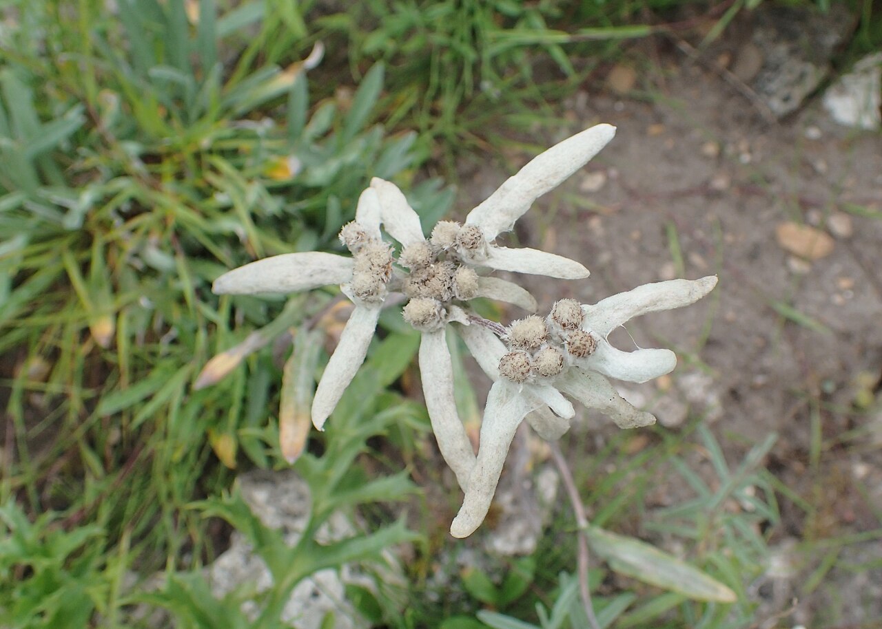 Leontopodium himalayanum: Leontopodium himalayanum in botanical garden in Gołubie