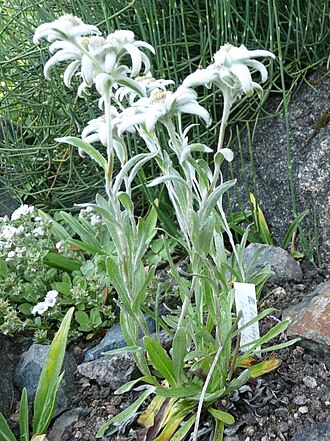 Leontopodium himalayanum: Botanischer Garten Erlangen, 2008