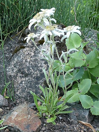 Leontopodium himalayanum: Botanischer Garten Erlangen, 2008