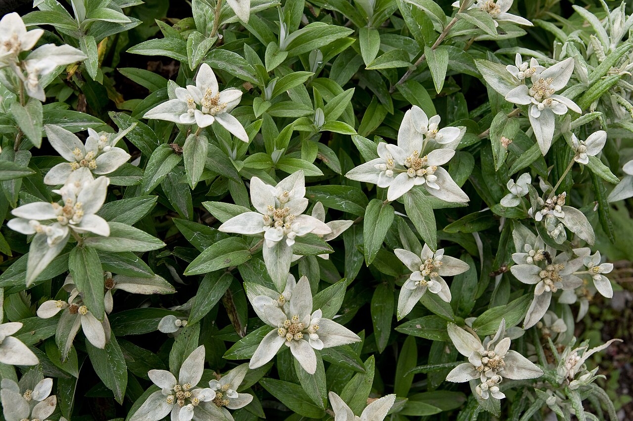 Leontopodium japonicum: ウスユキソウ
