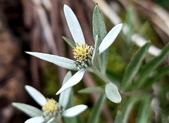 Leontopodium japonicum (Leontopodium japonicum)