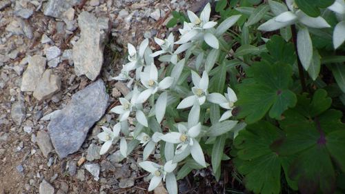 Leontopodium japonicum (Leontopodium japonicum)