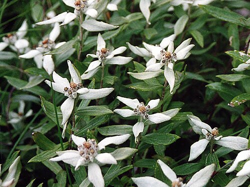 Leontopodium japonicum: Edelweiss japonesa. En japones se dice "usu-yuki-so", significa hierba de nieve fino. Foto por usario Inti-sol simismo en Senjyo-dake de Sierra Akaishi, gosto 2