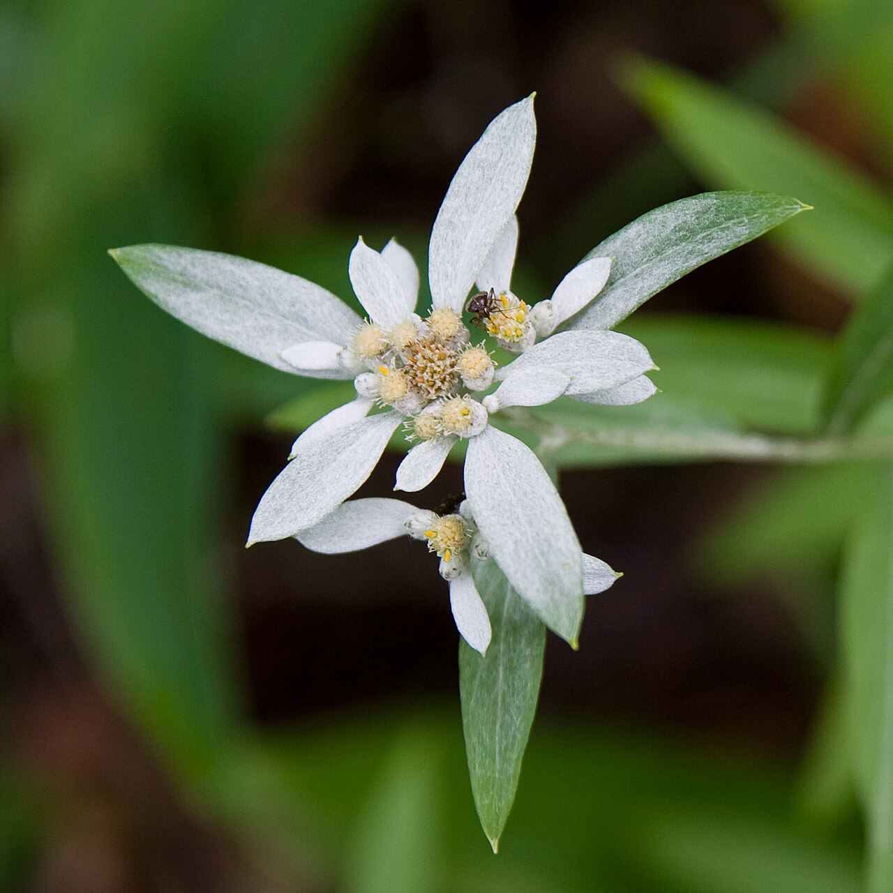 Leontopodium japonicum: ウスユキソウ