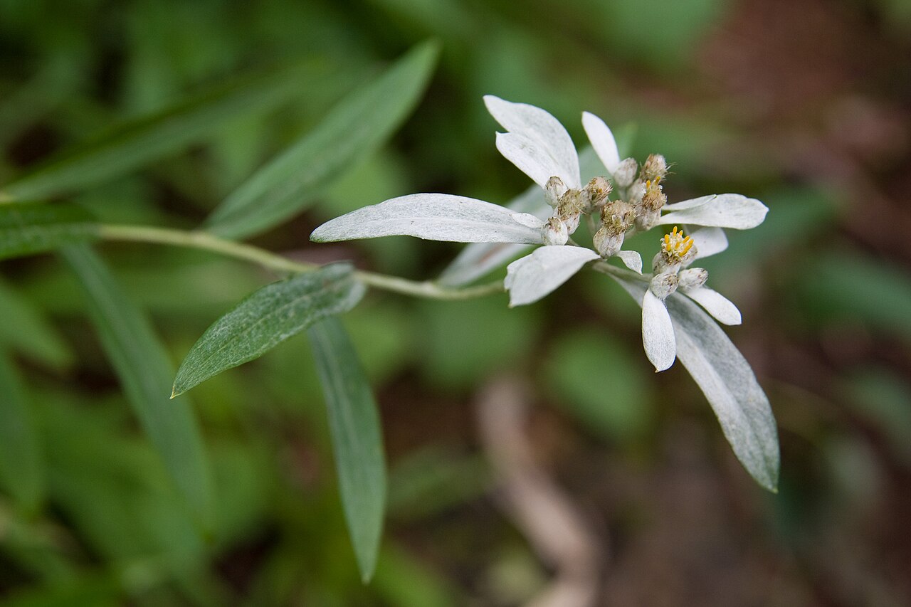 Leontopodium japonicum: ウスユキソウ