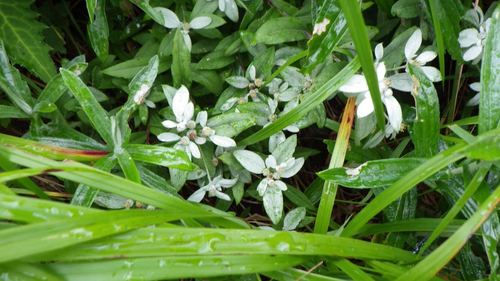 Leontopodium japonicum (Leontopodium japonicum)