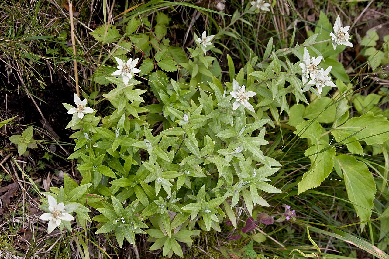 Leontopodium japonicum: ウスユキソウ