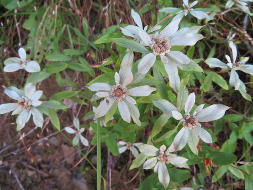 Leontopodium japonicum (Leontopodium japonicum)