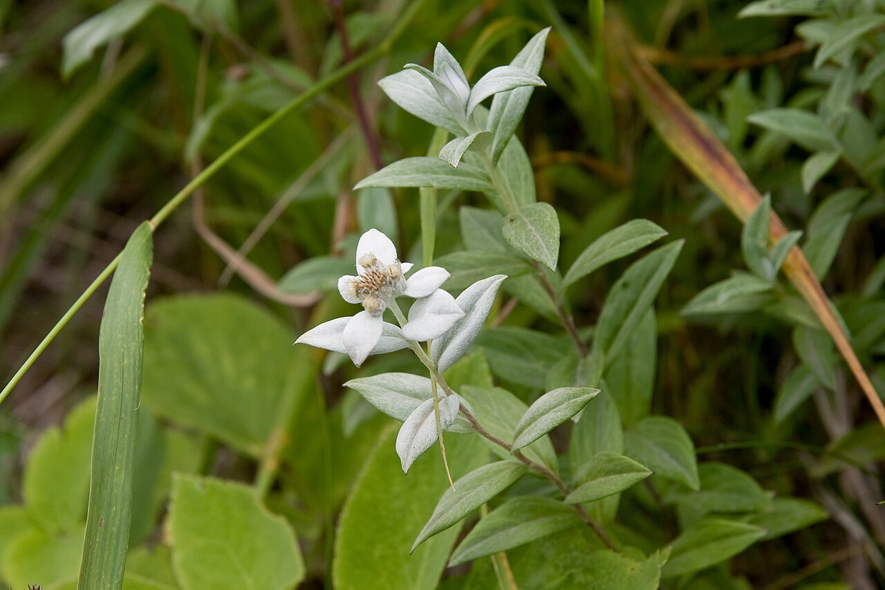 Leontopodium japonicum: ウスユキソウ