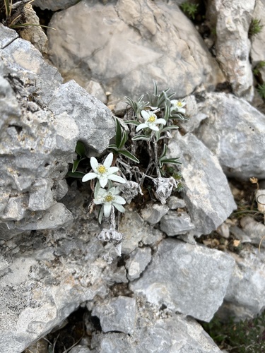 Edelweiss (Leontopodium nivale)