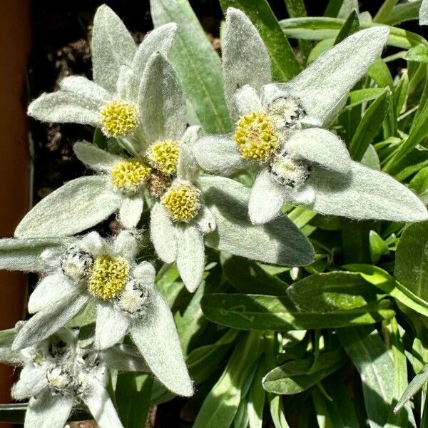 Edelweiss (Leontopodium nivale)