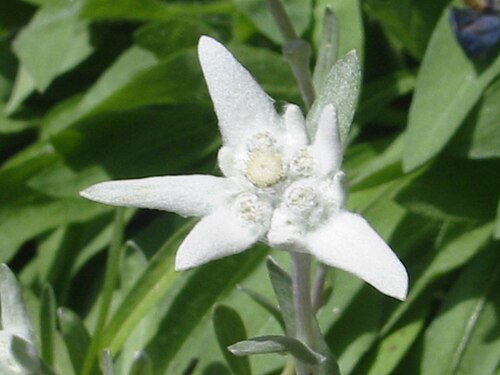 Edelweiss: Edelweiss dans la vallée de Chamonix , 2006.