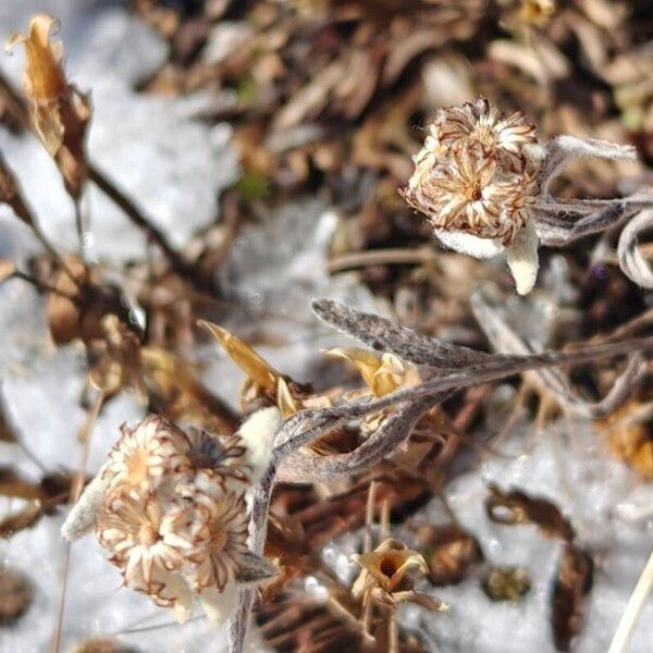Edelweiss (Leontopodium nivale)