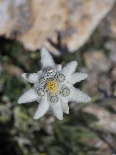 Edelweiss (Leontopodium nivale)