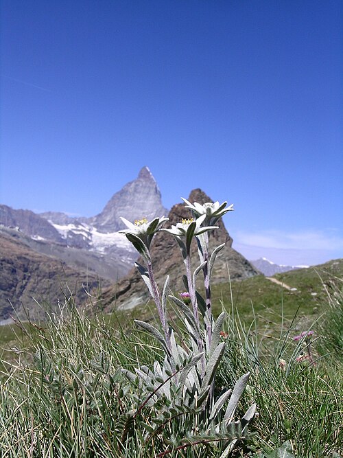 Edelweiss: Leontopodium alpinum , Zermatt (2550 m.a.s), Kanton Wallis, Schweiz