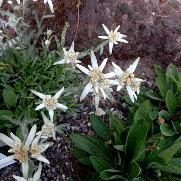 Edelweiss (Leontopodium nivale)