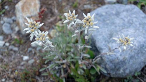 Edelweiss (Leontopodium nivale)