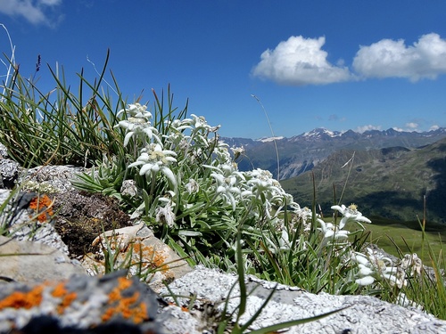 Edelweiss