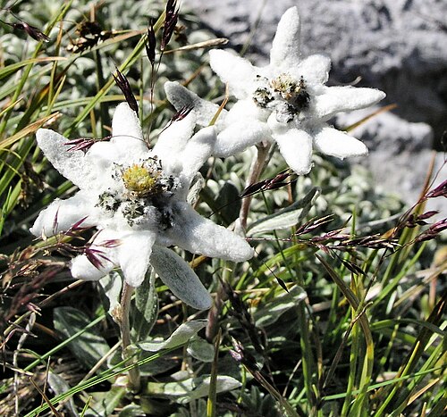 Edelweiss: Runolist, Edelweiss, Leontopodium alpinum.