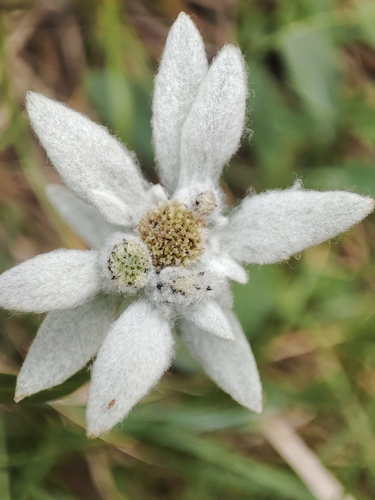 Edelweiss (Leontopodium nivale)
