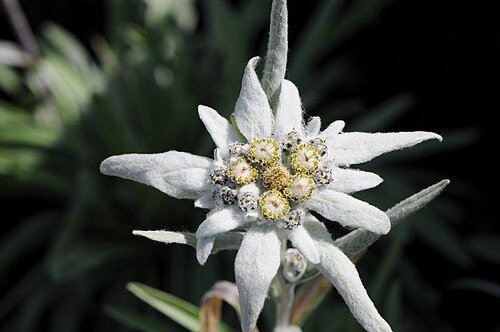 Edelweiss: Edelweiss Leontopodium alpinum , is one of the best-known European mountain flowers, belonging to the sunflower family.