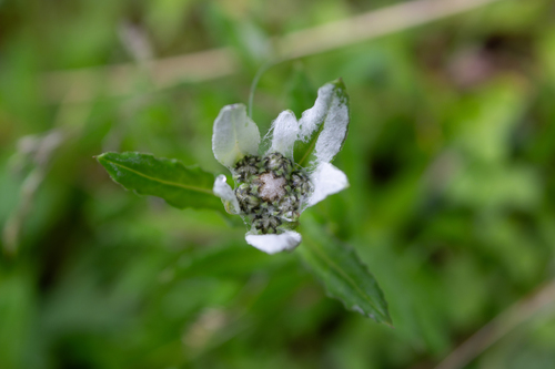 Leontopodium stracheyi (Leontopodium stracheyi)