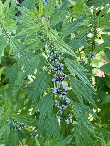 Common motherwort (Leonurus cardiaca)