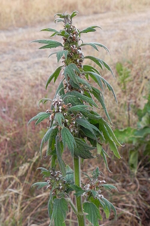 Common motherwort: Echtes Herzgespann (Leonurus cardiaca) - Germany Naturpark Südheide