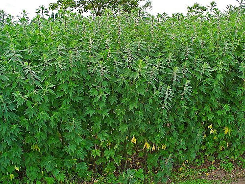 Common motherwort: Leonurus cardiaca , Lamiaceae, Motherwort, habitus. The fresh, aerial parts collected at bloom are used in homeopathy as remedy: Leonurus cardiaca