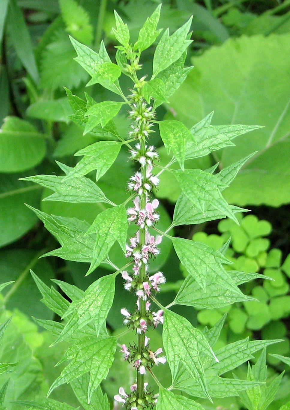 Common motherwort: Motherwort ( Leonurus cardiaca ), Ottawa, Ontario, Canada