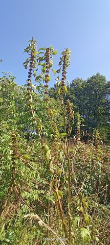 Common motherwort (Leonurus cardiaca)