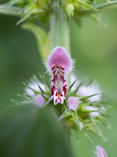 Common motherwort (Leonurus cardiaca)