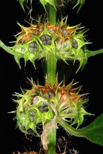 Common motherwort (Leonurus cardiaca)