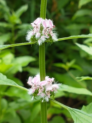 Common motherwort