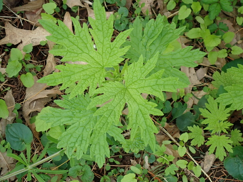 Common motherwort (Leonurus cardiaca)