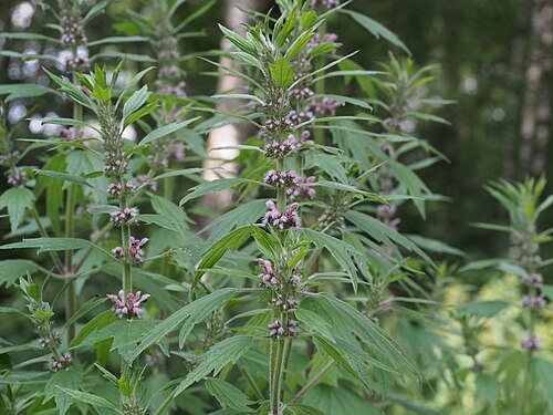 Common motherwort: Leonurus cardiaca