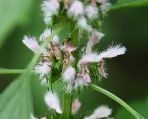 Common motherwort (Leonurus cardiaca)
